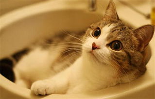 如何给猫咪洗澡 猫咪洗澡的几点注意事项,宠主要知道