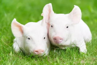 最新 安徽印发实施意见稳定生猪生产