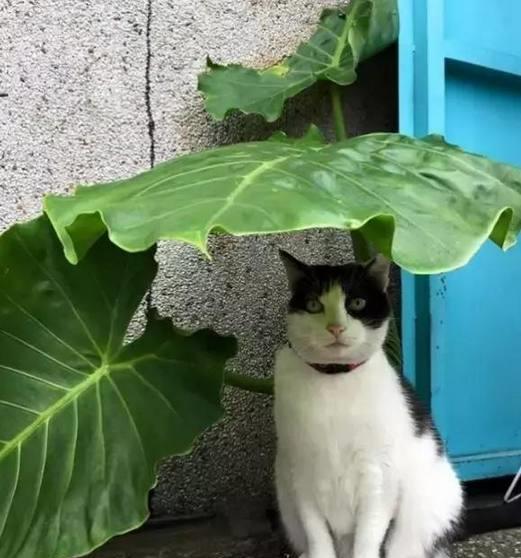 网友下雨天偶遇流浪猫,它在一片大树叶下躲雨,太聪明了