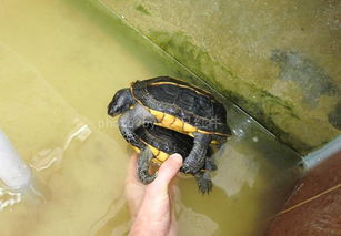 三龙骨龟的生长繁殖 