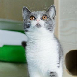 图 武汉哪里出售纯种英国蓝白短毛猫纯种英国蓝白短毛猫多少钱一只 广州宠物猫 