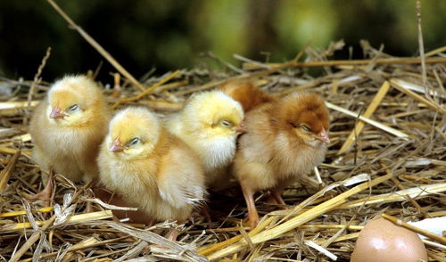 超市里买的鸡蛋到底能不能孵出小鸡？为什么？