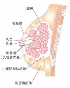 中国女人迷恋的乳房按摩,是最大的骗局