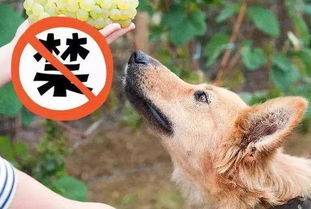 盘点狗狗不能吃的蔬果,千万别大意,吃错了很可能会丢了狗命
