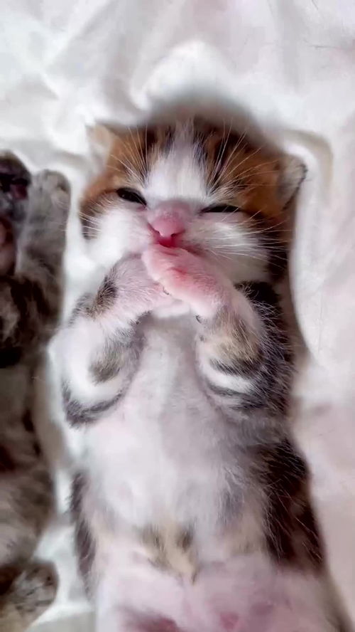 原来猫咪幼崽也爱吃手,眼前一幕,这小爪爪吃的真香啊 