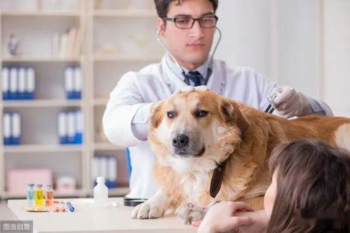 养狗须知 养狗常备的7种药,小病自己解决,省钱省心又省时