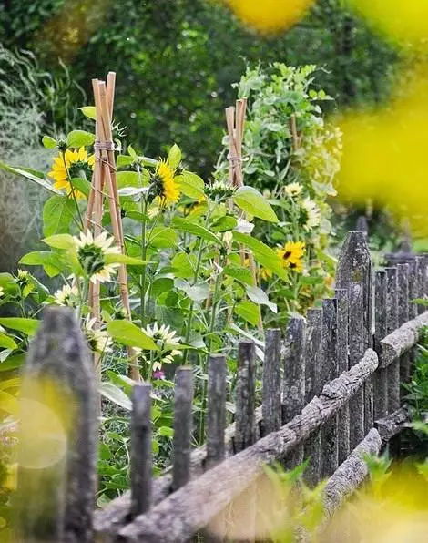 愿有一处小院,门前种花,屋后种菜 