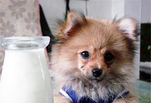 狗狗并非不能喝牛乳,只是另两类乳制品相比牛奶更适合幼犬