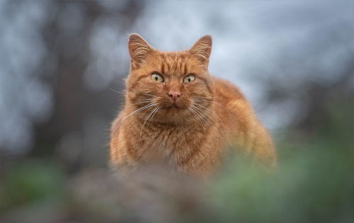 被两只狗带大的猫,它以为自己是只狗