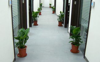 走廊放什么植物好 宜风水又宜空气 