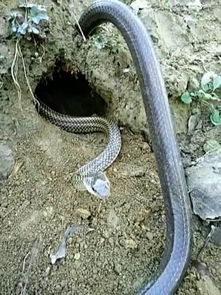 农村老人说,见到毒蛇不可怕,看到毒蛇出洞才不妙,这有什么说法