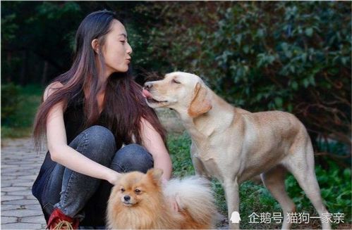 为什么宠物狗不能像中华田园犬那样吃剩饭剩菜