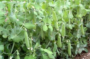 豌豆应该在什么什么时候种植 怎么种植 