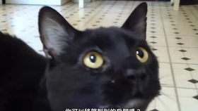 单身男人养猫的五个好处