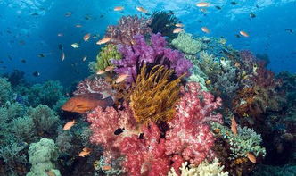 最后的纯净世界,大堡礁中最后一片处女礁