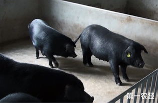 安徽分布最广的地方猪种 定远猪