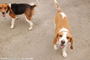 米格鲁犬图片 