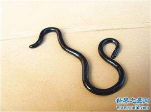 世界上最小的蛇,这么小难道不是蚯蚓吗 