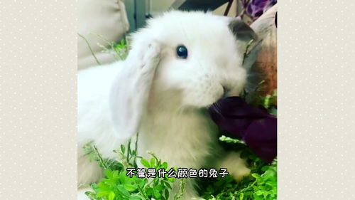 为什么兔子的尾巴是白色的 