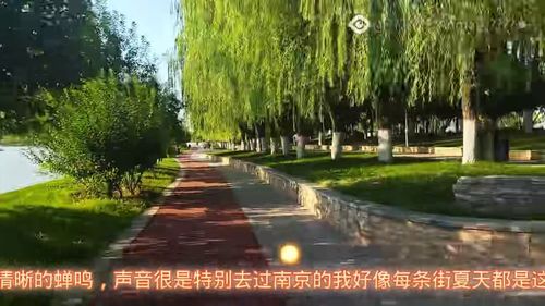 深圳适合孩子玩的公园 (深圳有什么公园适合小孩子游玩的)