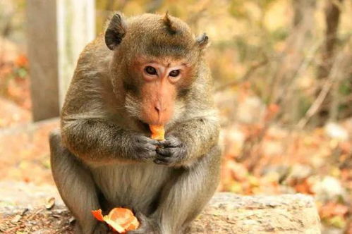 属猴人一生运势解析 尤其80年的生肖猴,家有属猴的速看