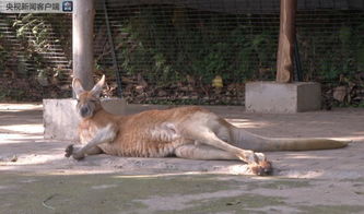 福州动物园游客扔石块砸袋鼠 致一死一伤 