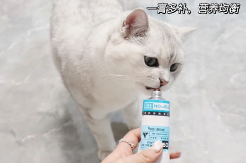 猫咪营养膏到底要不要买