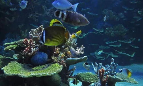 深圳也有亚特兰蒂斯 最梦幻海洋王国,与水母一起畅泳
