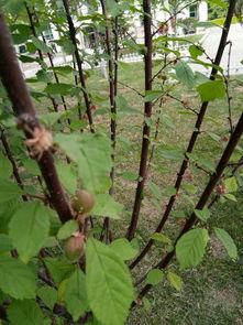 花开花结必有果是什么生肖(花开结果打一数字)