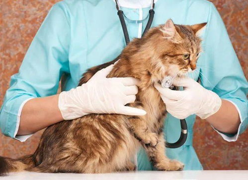 担心猫肺水肿 心肌病的话,最好了解下猫TMT是个啥
