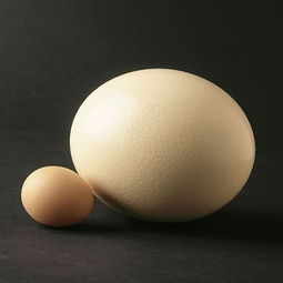 鸵鸟蛋怎么吃 这三种吃法让人回味无穷 