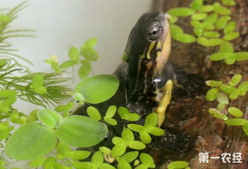 中国水龟品种？