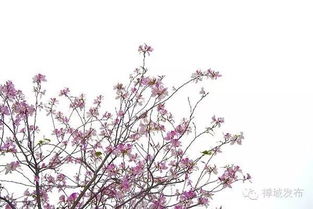 关于宫粉紫荊的诗句