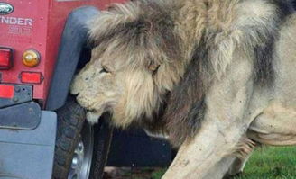 观光旅游车在原野上遭到狮子猛烈的攻击,简直不敢想象