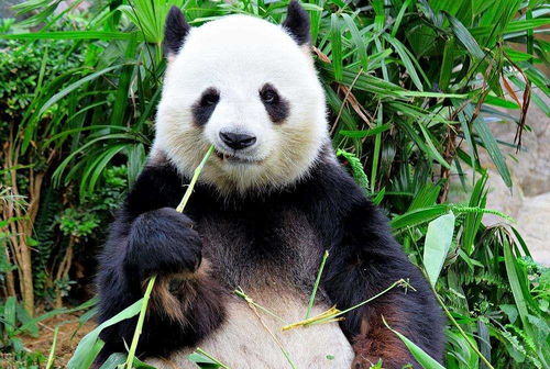 大熊猫如果不濒危能否做宠物 去问下大熊猫另一个名字