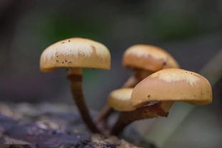 蘑菇种植全过程 人工蘑菇的栽种方法