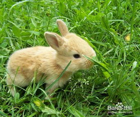 被兔子咬了会有毒吗 买的不知道是野兔还是别人自己养的 