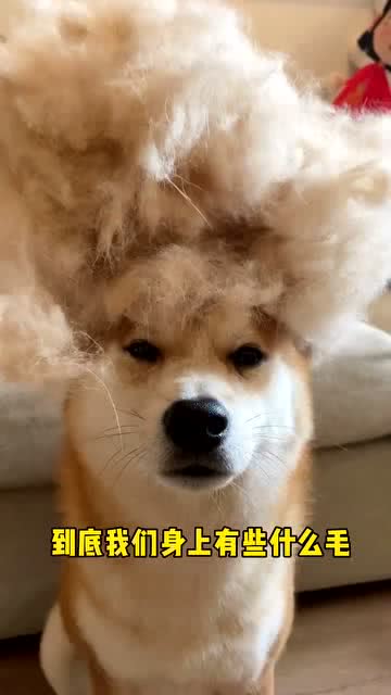 每只狗的身上都有毛毛 