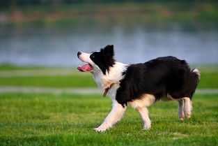 十大世界上最聪明狗狗排行榜 边境牧羊犬第一 杜宾犬只能排第五 