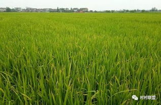 水稻抽穗扬花期管理技术大全,农村水稻扬花期病虫害如何防治