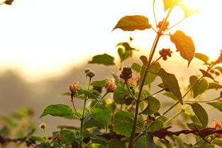 柳暗花明又一村——探寻柳姓之成语接龙之美，柳什么花什么接龙成语大全