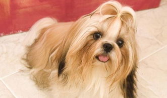世界14种狗狗毛发最漂亮的排行榜 