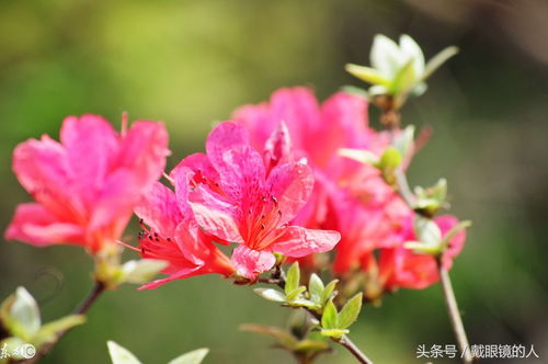 广东21个地市揭阳 汕头 珠海 潮州 梅州 汕尾 云浮等的市花 