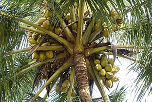 椰子高产种植技术和方法,一亩可以种植多少株椰子树