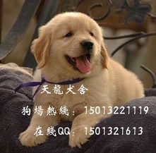 金毛导盲犬纯种金毛幼犬出售 血统纯正