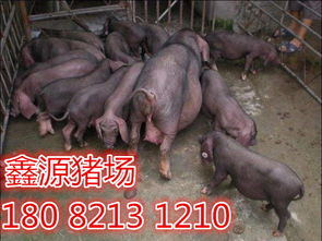 巴音郭楞蒙古自治州种猪价格