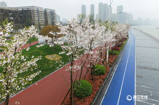 滨江最美樱花跑道附近停车场在哪 怎么坐车 地铁站叫什么 (滨江长河免费停车场在哪里)