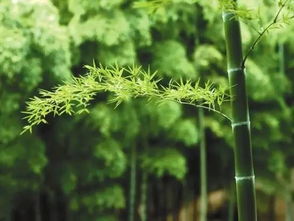 夏至 小荷才露尖尖角,早有蜻蜓立上头...