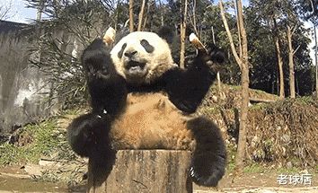 日本网友吐槽 中国养的大熊猫那么脏,送到日本的却洗得很干净
