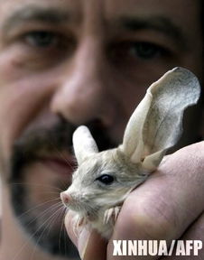 德国一家动物园里罕见的长耳跳鼠 